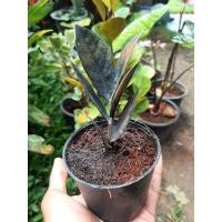 ราคา ต้นกวักมรกตดำ(ชำกิ่ง) กวักมรกตดำฟอกอากาศ (13314603483)