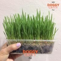 ราคา ☘️ชุดปลูกต้นข้าวสาลีอ่อนออร์แกนิค สำหรับสุนัข แมว กระต่าย และสัตว์เลี้ยง (6316538711)