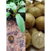 ราคา ต้นละไม(เสียบยอด60-70ซม.)ผลคล้ายมะไฟ ปลูกง่ายผลดกรสหวาน (28658202795)