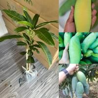 ราคา ต้นมะม่วงมันขุนศรี (เสียบยอด1ต้น) (27838640100)