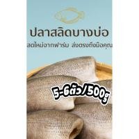 ราคา ปลาสลิดแดดเดียว บางบ่อแท้ 5-6ตัว 500กรัม | เนื้อแน่น ตัวใหญ่ กรอบ หอม ไม่เค็มจัด พร้อมทอด** จ๊อบจัดสลิด พร้อมส่ง (42804570296)