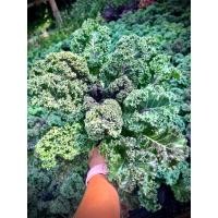 ราคา ต้น เคล โยโกฮาม่า เคลญี่ปุ่น Yokohama Kale เคลใบหยิก คะน้าใบหยิกสายพันธุ์ญี่ปุ่น ผักปลอดสารพิษ Organic Kale (29431418049)