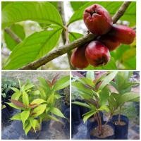 ราคา ต้นกล้าชมพู่มะเหมี่ยวกิ่งตอน. (4755148129)