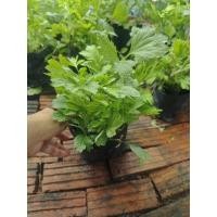 ราคา จิงจูฉ่าย ต้นจิงจูฉ่ายขนาดถุง3.5x5นิ้ว ถุงละ 35บ. (40966523191)