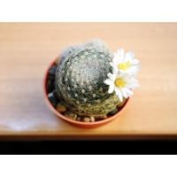 ราคา เมล็ด_Mammillaria_lenta_15เมล็ด (304747246)