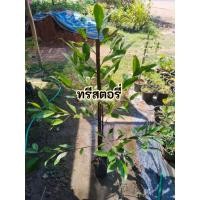 ราคา ต้นจำปีสุคนธา จำปีสุคนธา (50801961878)