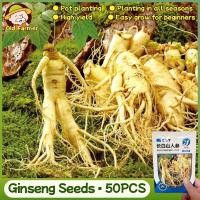 ราคา 100% เมล็ดโสมสดหายากแท้ 100% เมล็ดสมุนไพรสำหรับปลูก (การงอกสูง 50 ชิ้น) เมล็ดยาโสมแท้ (42653685600)