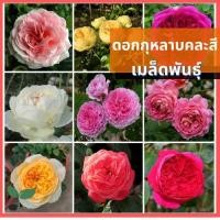 ราคา เมล็ดพันธุ์ ชุดดอกกุหลาบ ขายดีที่สุด ดอกดก พวงใหญ่ ใบดกสวย พร้อมส่ง กุหลาบเลื้อยสีแดง/สีชมพู/สีขาว/สีเหลือง (18263705151)