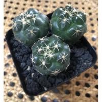 ราคา Coryphantha Elephantidens(ช้างแคคตัส) (14764832962)
