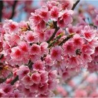 ราคา Japanese Sakura Seeds สำหรับปลูกดอกไม้ (ผสมสี 10 เมล็ด) ซากุระดอกซากุระต้นไม้ซากุระ ง่ายต่อการปลูก (47902766037)