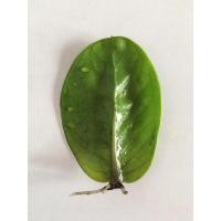 ราคา กวักใบกลมมีเชื้อด่าง ลุ้นด่าง ขอคนเข้าใจนะคะ รากงอกแล้วทุกใบ ส่งทั้งแก้ว กวักมรกตใบกลม กวักใบกลม (12041155124)