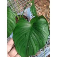 ราคา เสน่ห์จันทร์ศรีมหาโพธิ์ (กลายมาจากเสน่ห์จันทร์ขาว) (53501881773)