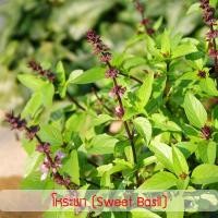 ราคา เมล็ดพันธุ์ โหระพา (sweet basil) 745 เมล็ด ปลูกง่าย ปลูกได้ทั่วไทย (7157510512)