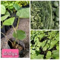 ราคา ผักอีนูน หรือผักสาบ แบบเพาะเมล็ด ต้นพันธุ์เพาะถุงดำ ผักโบราณหาทานยาก (26158733623)