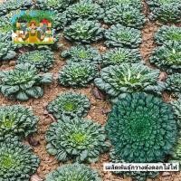 ราคา เมล็ดพันธุ์กวางตุ้งญี่ปุ่น แทตฉ่อย เมล็ดพันธุ์กวางตุ้งดอกไม้ไฟ เมล็ดผักต่างประเทศ กอใหญ่ (47254841565)