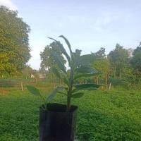 ราคา สมุนไพรกระทือ เฮียวแดง กระทือป่า กะแวน กะแอน แสมดำ เฮียวดำ แฮวดำ ทือ กะทือ (10311293845)