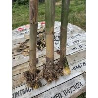 ราคา ต้นไผ่เลี้ยงพร้อมราก2แถม1 (27474143523)