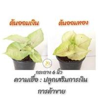 ราคา ต้นออมเงิน ต้นออมทอง ต้นออมทรัพย์ ออมนาค (8746148150)