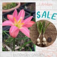 ราคา บัวดิน Z.Roselyne โรสลีน *แพ็ค2หัว* ดอกซ้อน สีชมพูแซมขาว บัวดินดอกซ้อน บัวดินสีชมพู (11129079024)