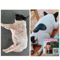 ราคา แชมพูสุนัข Hibiscrub ขนาด 1 ลิตร (แพ็คู่) (แชมพูพรีเมียม) (5020358297)