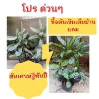 ราคา ต้นเงินเต็มบ้าน แถม ต้นเศรษฐีพันปี (15644359756)