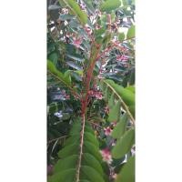 ราคา ต้น ธรณีสาร หรือต้นใต้ใบ (10550020657)