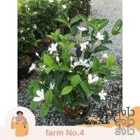 ราคา (ส่งไว) ต้น พุดพิชญา ดอก แข็งแรง (29558081786)