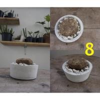 ราคา บัวบกโขด Stephania erecta ไม้โขดฟอกอากาศ ตกแต่งห้อง (3931203775)