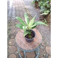 ราคา เดหลีด่างขาว กระถาง 5 นิ้ว (29263878810)