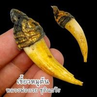 ราคา [MA3]-1เขี้ยวหมูตัน หลวงพ่อกวย วัดบ้านแค สุดยอดแห่งเครื่องรางพกพาติดตัวป้องกันอันตรายป้องกันภูตผีปีศาจสิ่งไม่ดี (23771741784)