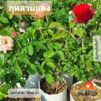 ราคา อินทรีย์ ใหม่ สายพันธุ์ 2022กุหลาบสีแดง ต้นกุหลาบดอก ดอกใหญ่สวย สวนเขาหมาก รับประกันสินค้า ต้นสวย ดอกสวย แจ้งสีได้เมล็ดอ (19144072180)