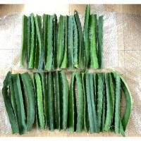 ราคา กิ่งแก้วมังกรสีขาว หวานมาก กิ่งพันธุ์แก้วมังกร ส่งแบบกิ่งพันธุ์นะคะ (28008481133)