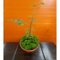 ราคา บอนไซเกล็ดปลาหมอ พร้อมกระถาง พลาสติก (แต่ละต้นรูปร่างไม่เหมือนกัน) (6420858089)