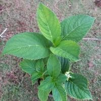 ราคา ต้นไฮเดรนเยีย ขนาดถุง 4 * 9 (6988721727)