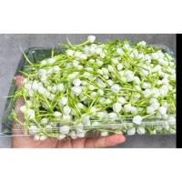 ราคา ดอกพุดร้อยมาลัยแท้เก็บสดบรรจุ300 (52956088507)