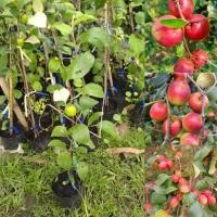 ราคา พุทราแดงอินเดียผลไม้แปลกหายาก (28191970493)