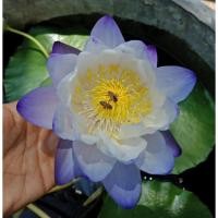 ราคา บัวยักษ์ออสเตรเลีย /บัวกินสาย (41068819231)