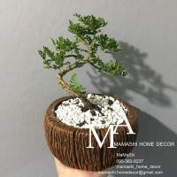 ราคา ต้นบอนไซ บอนไซ มะสังดัด ไม้ดัด กระถางปูนทรงไม้ ขนาด 6 นิ้ว พร้อมดินโรยหน้าดิน สีขาว (6009181175)