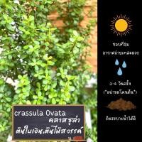 ราคา อวบน้ำ ไม้ฟอกอากาศ คลาสซูล่า (Crassula Ovata)ต้นใบเงิน ต้นไม้สวรรค์ ต้นไม้มงคล กระถาง 4 นิ้ว เต็มกระถาง พร้อมส่งค่ะ (21711100816)