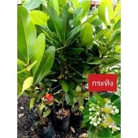 ราคา ต้นกระทิง หรือสารภีทะเล ไม้ยืนต้น ให้ร่มเงา ขนาดต้น 50-80ซม. (41820396291)