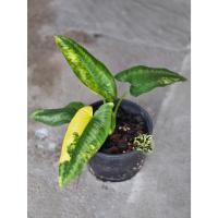 ราคา Schismatoglottis Wallichii Variegated กวักพระพรหม ด่าง (25944027465)