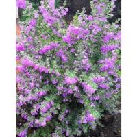 ราคา ต้นนีออน ใบสีเงิน Leucophyllum frutescens (40453480186)