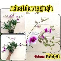 ราคา กล้วยไม้หวายแคระ ญาญ่า กระถาง3นิ้ว ไม่มีลวดแขวน (15747753199)