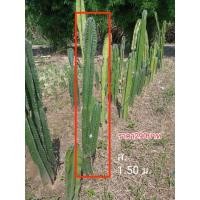 ราคา กระบองเพชรยักษ์พันธุ์คอนโดนางฟ้า (12736324436)