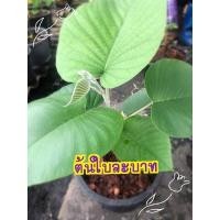 ราคา ต้นใบละบาท กระถาง8นิ้ว ไม้มงคลเสริมความเป็นสิริมงคล ร่ำรวย (8766728796)