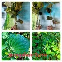 ราคา ต้นชะพลูพร้อมปลูกต้นละ2บาท ชุด25ต้น 50บาท (17377260783)