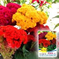 ราคา เมล็ดพันธุ์ดอกหงอนไก่ คละสี 300เมล็ด หงอนไก่ฝรั่ง เมล็ดต้นหงอนไก่หลากสี (11630718793)