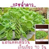 ราคา 200 เมล็ด เมล็ดพันธุ์นำเข้า กะหล่ำดาว brussel sprouts (7456738087)