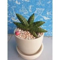 ราคา ต้นงาช้างแคระบอลเซล ฟอกอากาศ (9713392711)