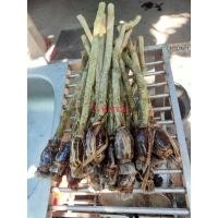 ราคา กิ่งตอนชะอมไร้หนาม 20 กิ่ง 350 บาท (21071607224)